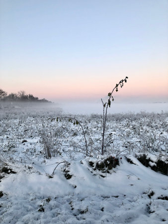 Winter landscape with trees in hoarfrost and fog in the morningの写真素材