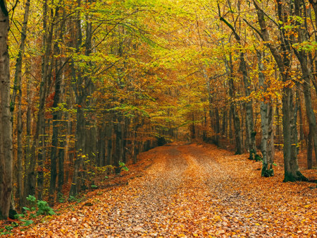 Autumnal forest road with fallen leaves. Beautiful nature background.の素材