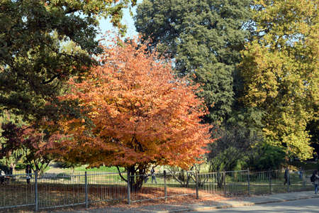 The colors of the autumn trees in Turin in the garden