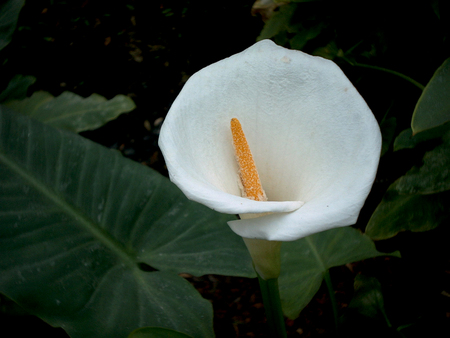 the flowerの写真素材