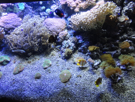 the seabedの写真素材