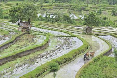 Man ploughing rice terraces at Tirtagangga, Bali, Indonesiaの写真素材
