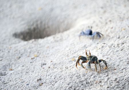horned ghost crabs (ocypode ceratophalnus) standing guard on  a beach