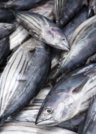 Dogtooth Tuna