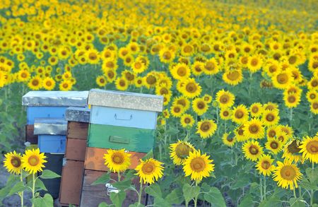 Colorful beehives in corner of sunflower field の写真素材