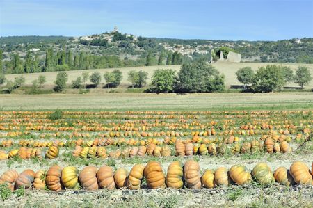 Rows of pumpkins in a field awaiting transport to market. Taken in Provence, Franceの写真素材