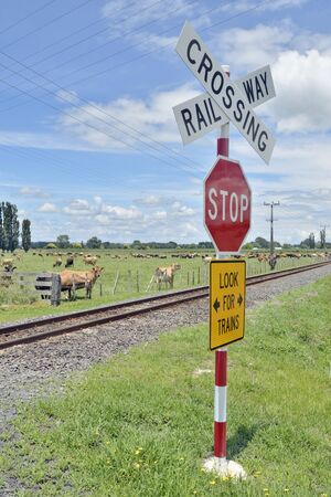 Rural railway crossing scene with dairy cows in fields behind, new zealandの写真素材