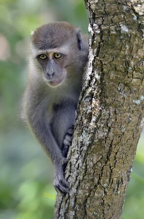 Sad looking long-tailed macaque monkey in treeの写真素材