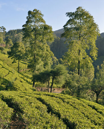 Tea Plantation near Nuwara Eliya, in the highlands of Sri Lankaの写真素材