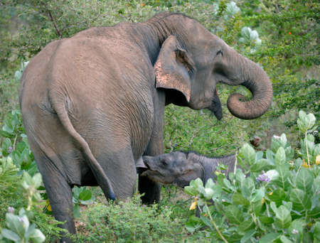 Wild indian elephant suckling calf in the bushの写真素材