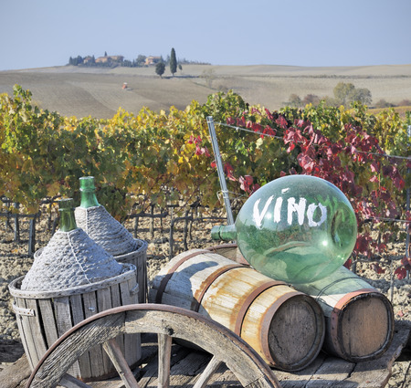 Tuscan vineyard in fallの写真素材
