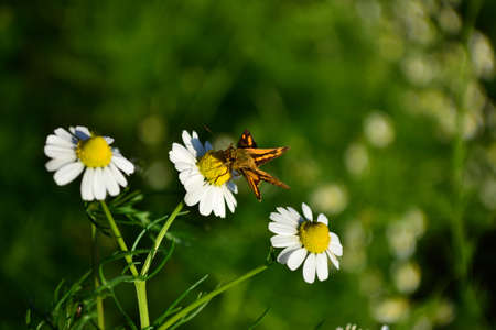 a little butterfly