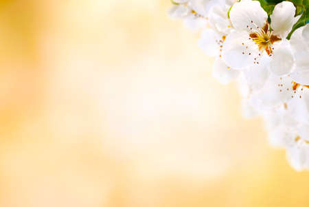 Decorative spring background with apple blossoms  Selective focus の写真素材