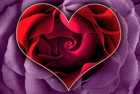 Pink toned rose with heart symbol from petal in center の写真素材