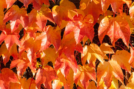 Fall leaves orange background 4の写真素材