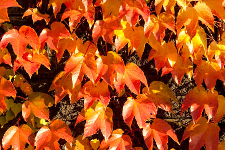 Fall leaves orange background 1の写真素材