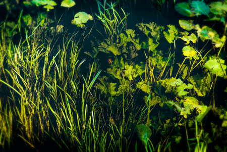 Top view of underwater river plantsの写真素材
