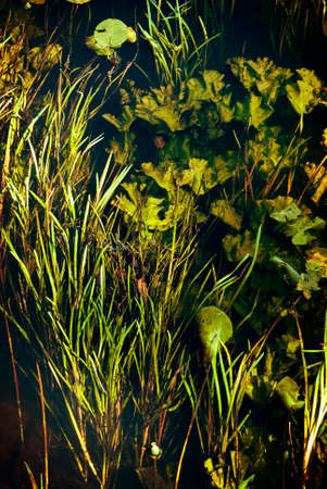 Top view of underwater river plants
