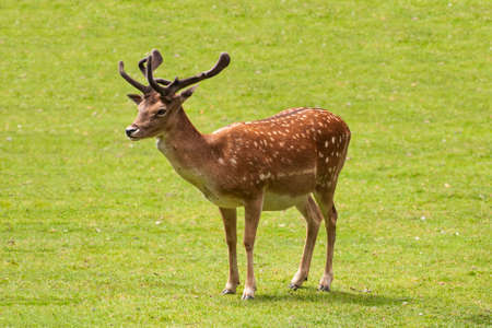 Young deer looking directly into the camera.の写真素材