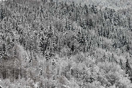 Snow moutain, winter forest landscape. Poland.の写真素材