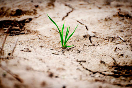 Green plant in dried cracked earth.の写真素材