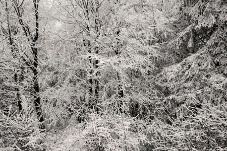Winter forest. Snow covered branches in mountain.の写真素材