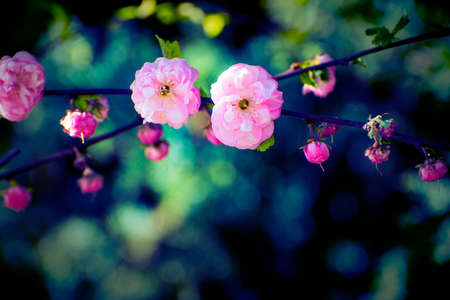Branch of a pink wildrose flower with bokeh background.の写真素材