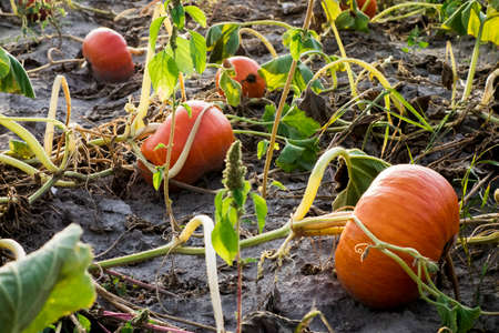 Organic pumpkin field in evening before sunset.の写真素材