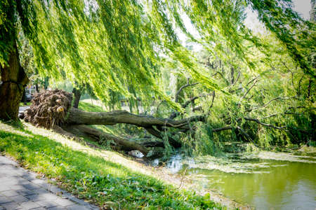 Tree uprooted after wind storm fallen into river.の写真素材