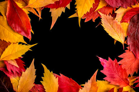 Colorful autumn leaves border isolated on black.