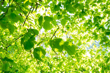 Nature spring summer background with green leaves branch and sunlight.
