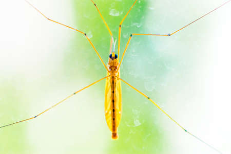Big mosquito sitting on a dirty window.の写真素材