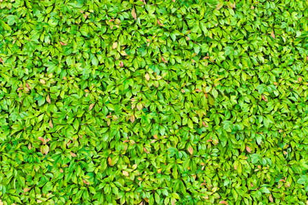 Seamless texture of green leaves background hedge.