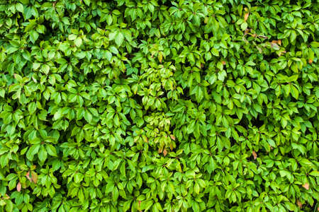 Natural leaves texture of green hedge background.