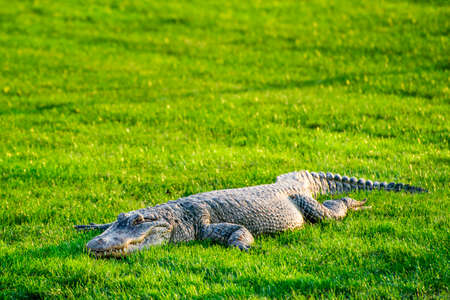 Crocodile lying on the green grass.の写真素材