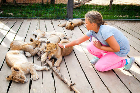 Girl in the contact zoo, stroking a small lying lion.の写真素材