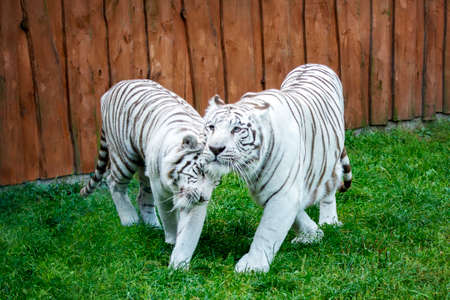 White tiger couple snuggle. Outdoors, zoo.の写真素材