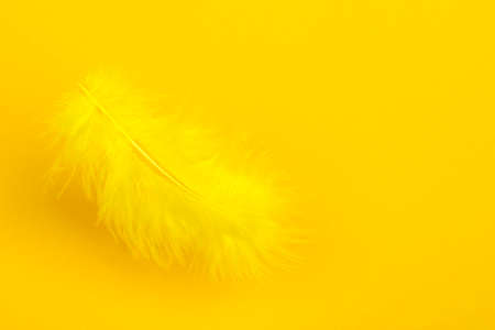Yellow feather on yellow background.の写真素材