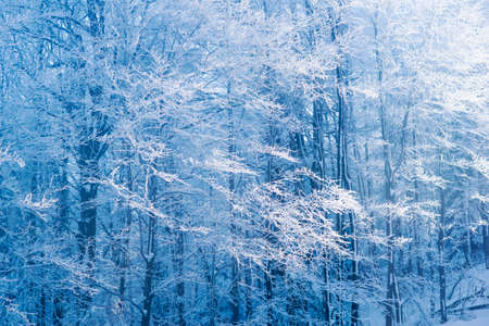 Fog in winter sunny forest with branches covered by snow.の写真素材