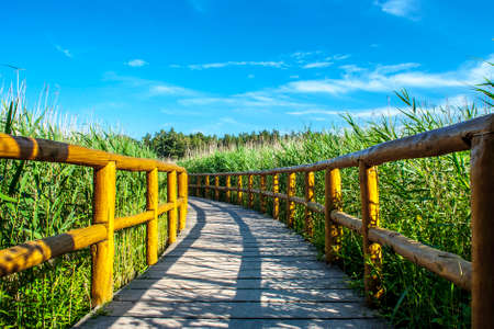 Peaceful, sunny, nature wooden walk trail.