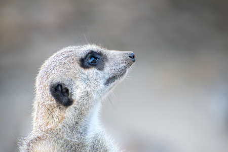 Portrait of meerkat looking right. Shallow Depth of Field.