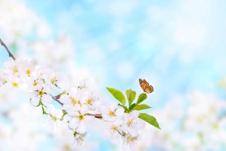 Butterfly on a branch of white spring blossom over blue sunny bokeh background close-up.の写真素材