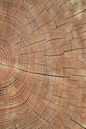 Closeup of old, worn, weathered section of wood with cracked annual growth rings pattern.の写真素材