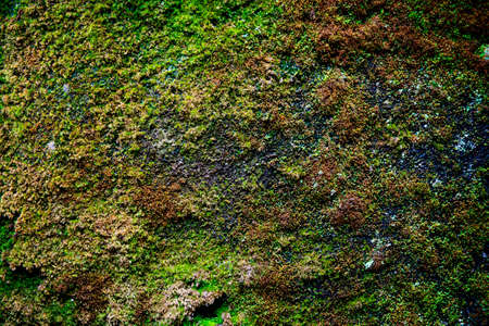 Moss texture on stone background - close-up, copy space.の写真素材
