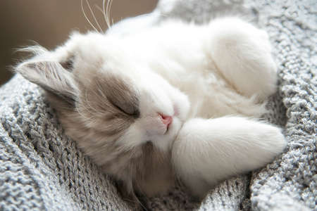 A sleeping small kitten lies in a soft knitted blanket. Close up. Shallow Depth of Field. SDF.の写真素材