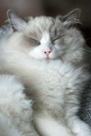 A sleeping small ragdoll kitten with squinted eyes. Close up. Shallow Depth of Field. SDF.の写真素材