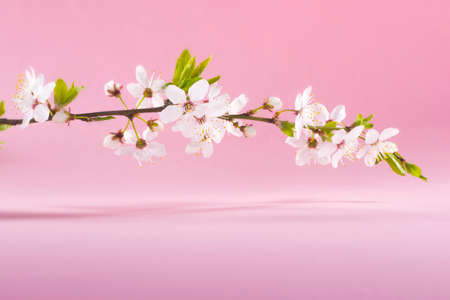 White spring blooming flowers on a tree branch over pink background close-up.
