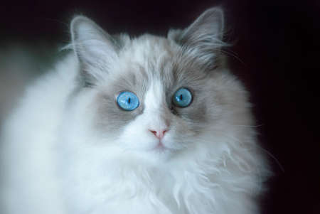 Small ragdoll kitten portrait with blue eyes. Close up. Shallow Depth of Field. SDF.の写真素材