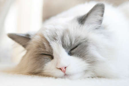 A sleeping small ragdoll kitten with squinted eyes. Close up. Shallow Depth of Field. SDF.の写真素材