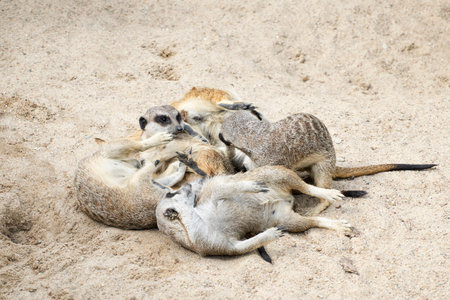 Meerkat Family Playing in sand.